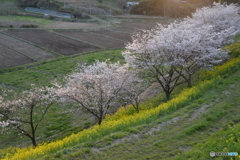 菜の花と桜