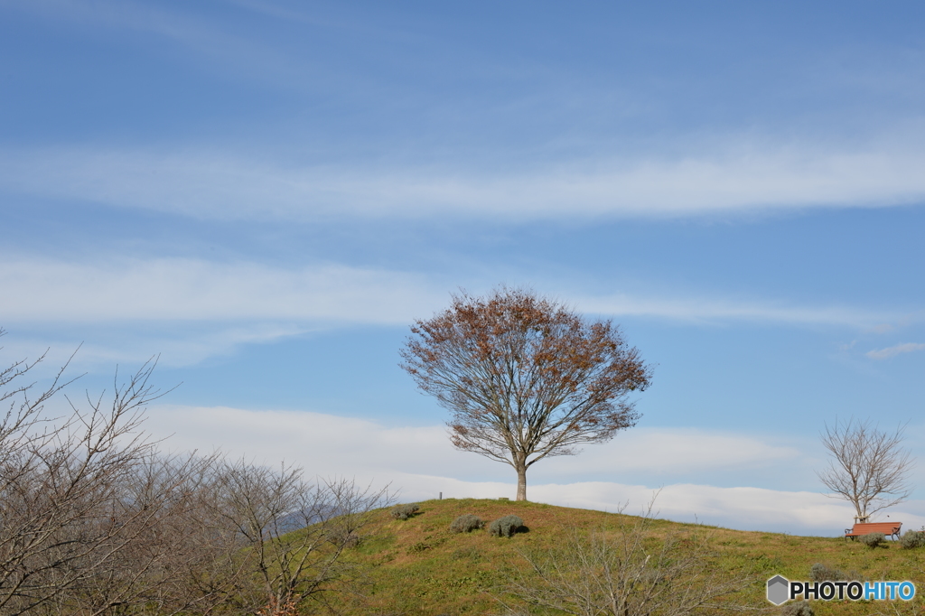 北海道美瑛に思いをはせて