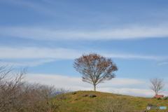 北海道美瑛に思いをはせて