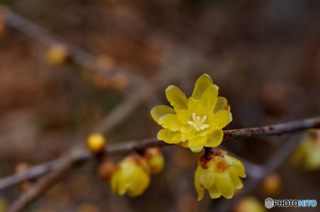 確かな春の兆し・・ロウバイ