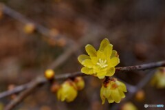 確かな春の兆し・・ロウバイ