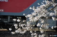 桜と貨物列車