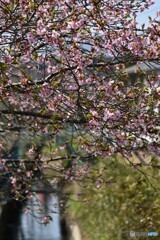 水路の桜