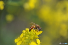 ミツバチの春