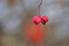 マユミが綺麗マユミが綺麗