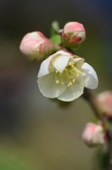 花ボケ