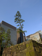 東京丸の内界隈高層ビルの風景７