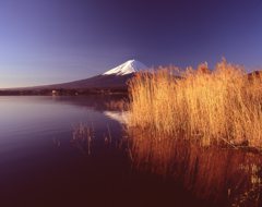 黄金に輝く