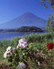 芙蓉の花と富士
