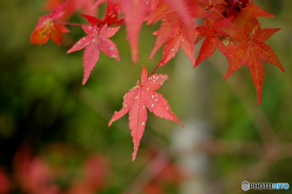 嵯峨野 常寂光寺 紅葉