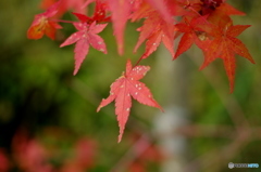 嵯峨野 常寂光寺 紅葉