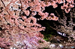 王子動物園 夜桜通り抜け 2016.04.02