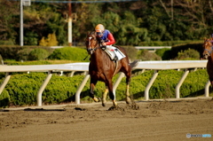 園田競馬 2015年12月29日(火)