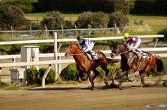園田競馬 2015年12月29日(火)