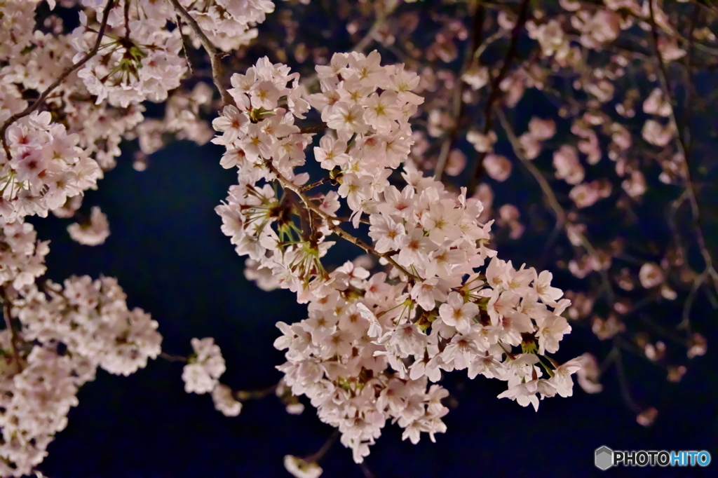 王子動物園 夜桜通り抜け 2016.04.02