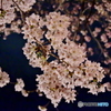 王子動物園 夜桜通り抜け 2016.04.02