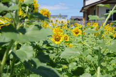 松山のひまわり