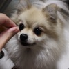 何かくれるらしい！