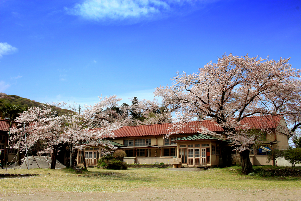 桜と廃校