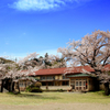 桜と廃校