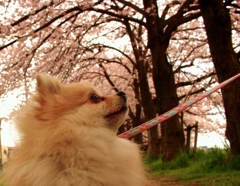 お花見