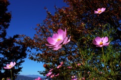 秋桜と紅葉
