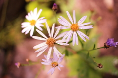 花０２
