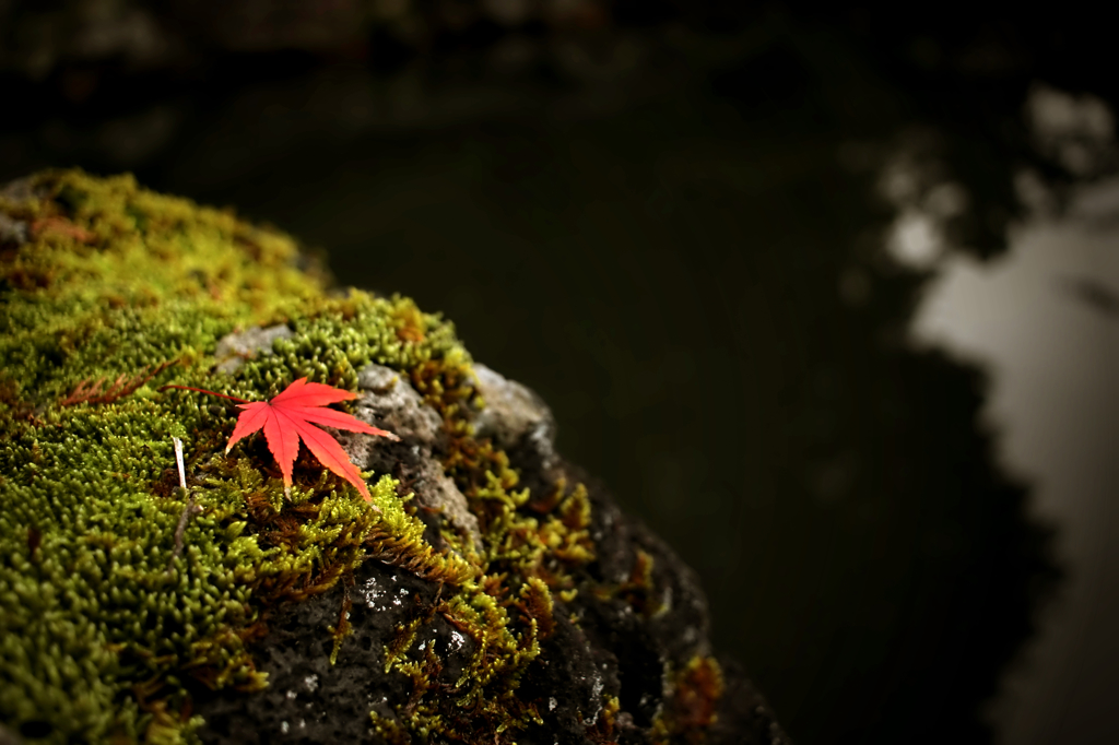 紅葉一枚