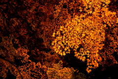 紅葉レイヤー