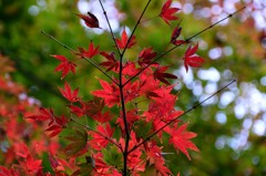 紅葉①