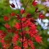 紅葉①