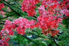 紅葉③