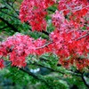 紅葉③