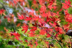 紅葉②