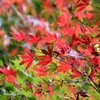 紅葉②