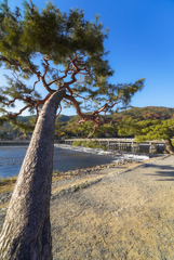 渡月橋を見守る古松