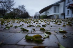 雨上がり