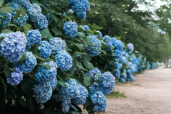 紫陽花の小径
