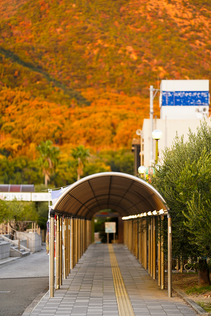 黄金色へ夕景トンネル