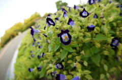 公園の花