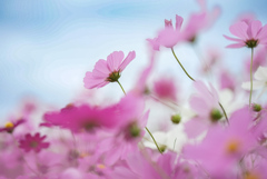 秋風に揺れる花の調べ