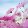 秋風に揺れる花の調べ