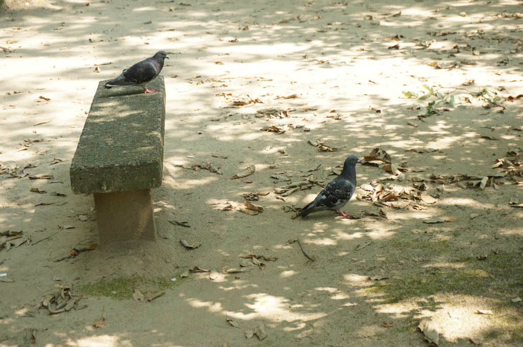鳩