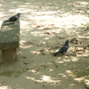 鳩