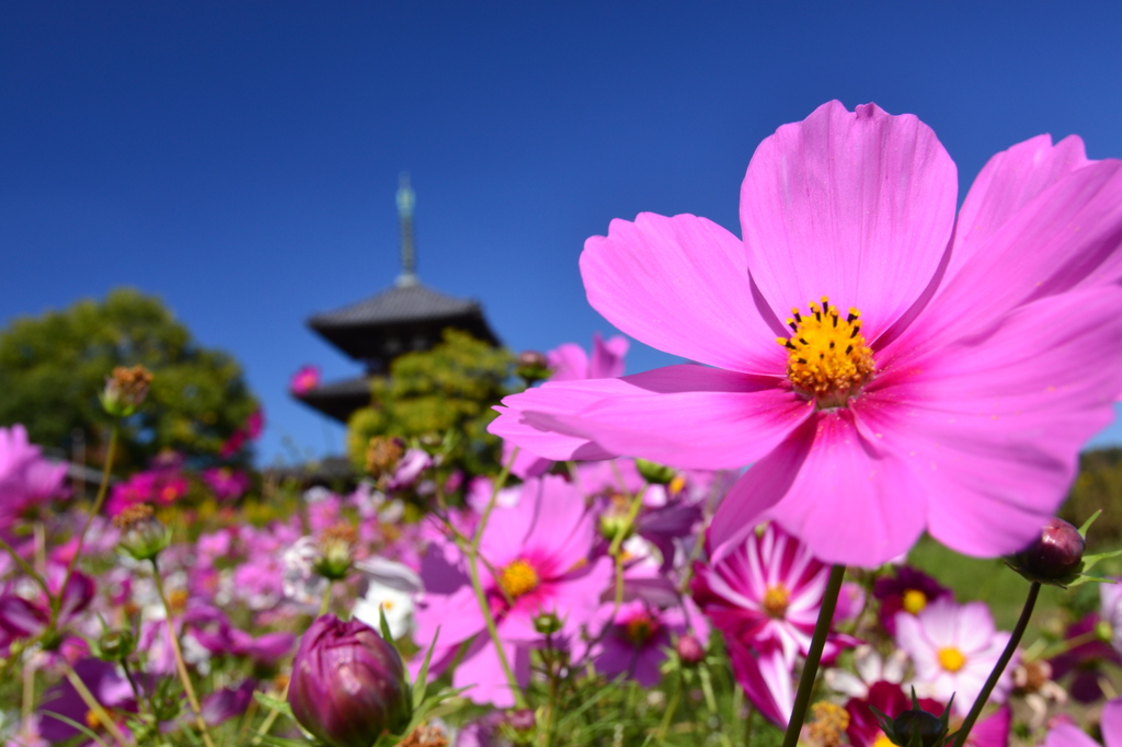 法起寺＿コスモス