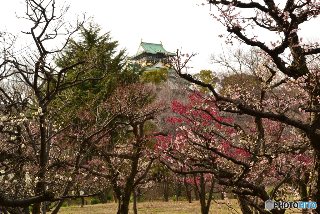 the castle of Osaka