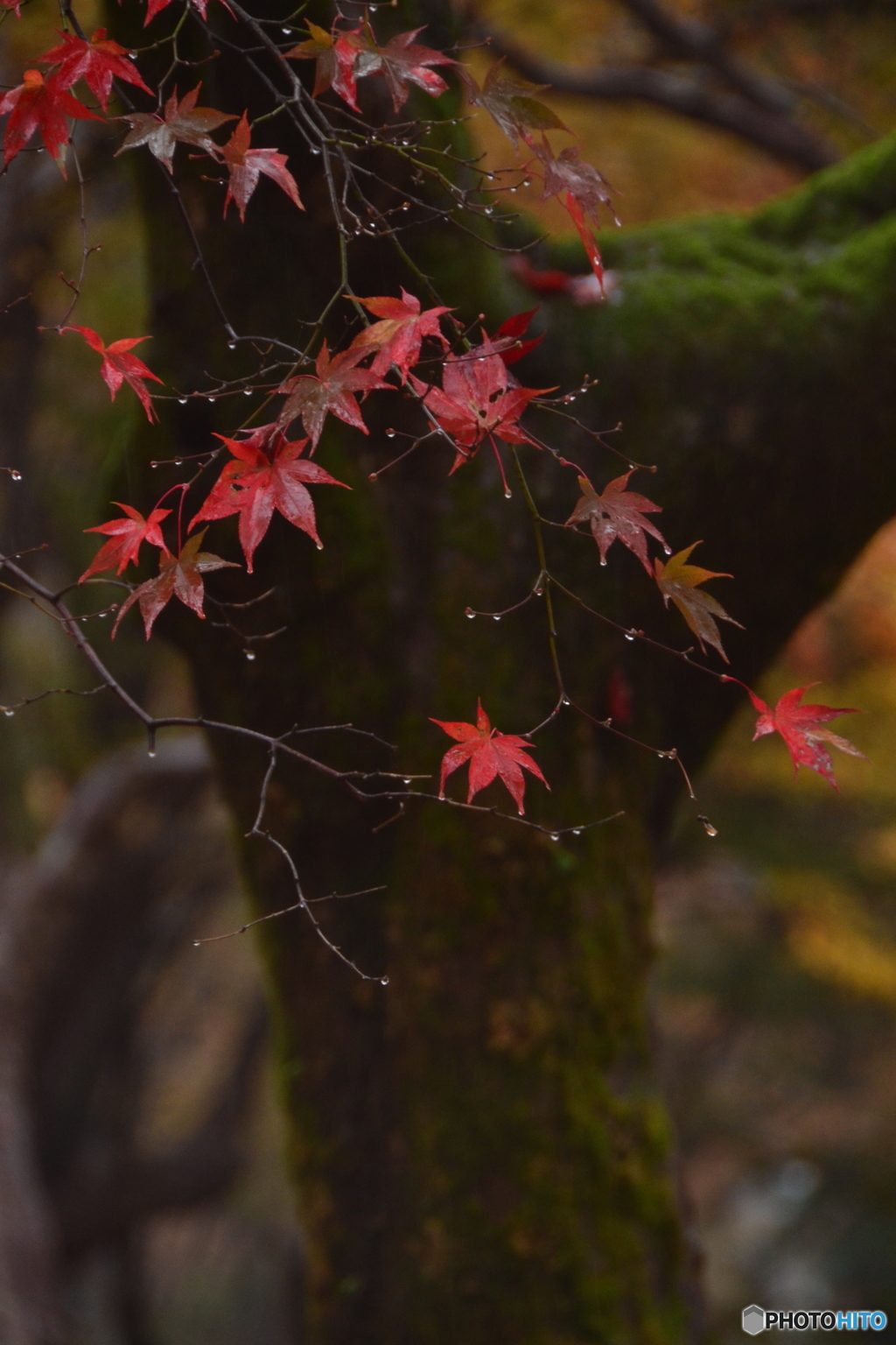 雨の粒