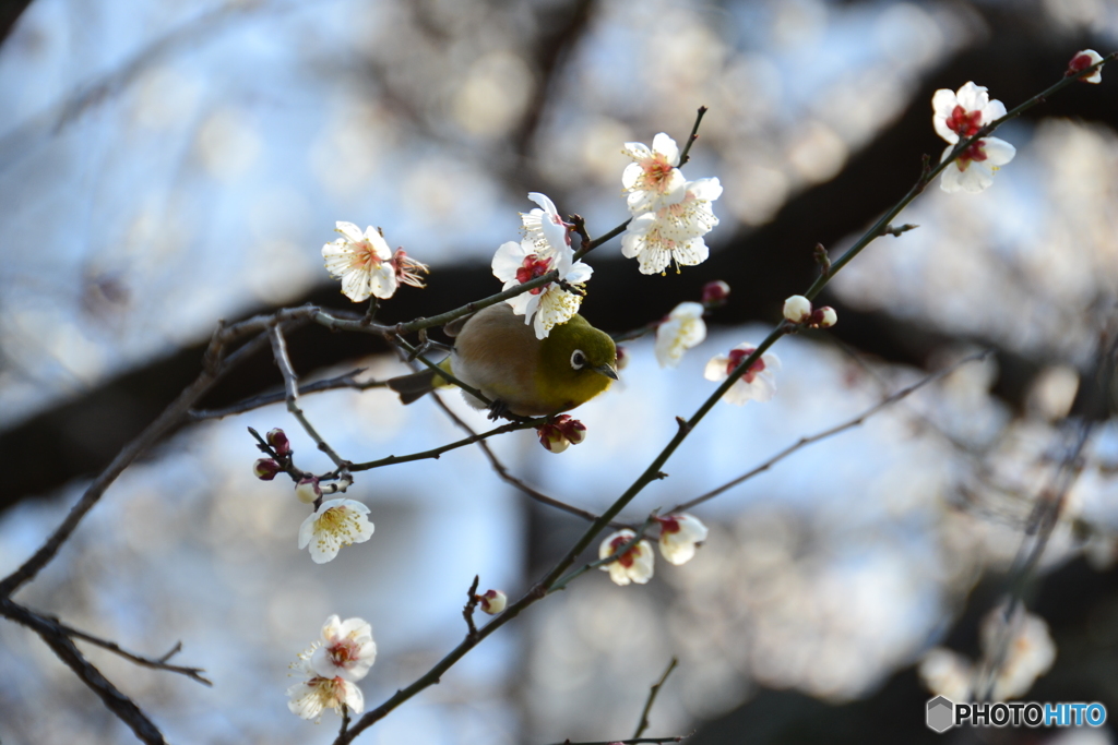 春の兆し