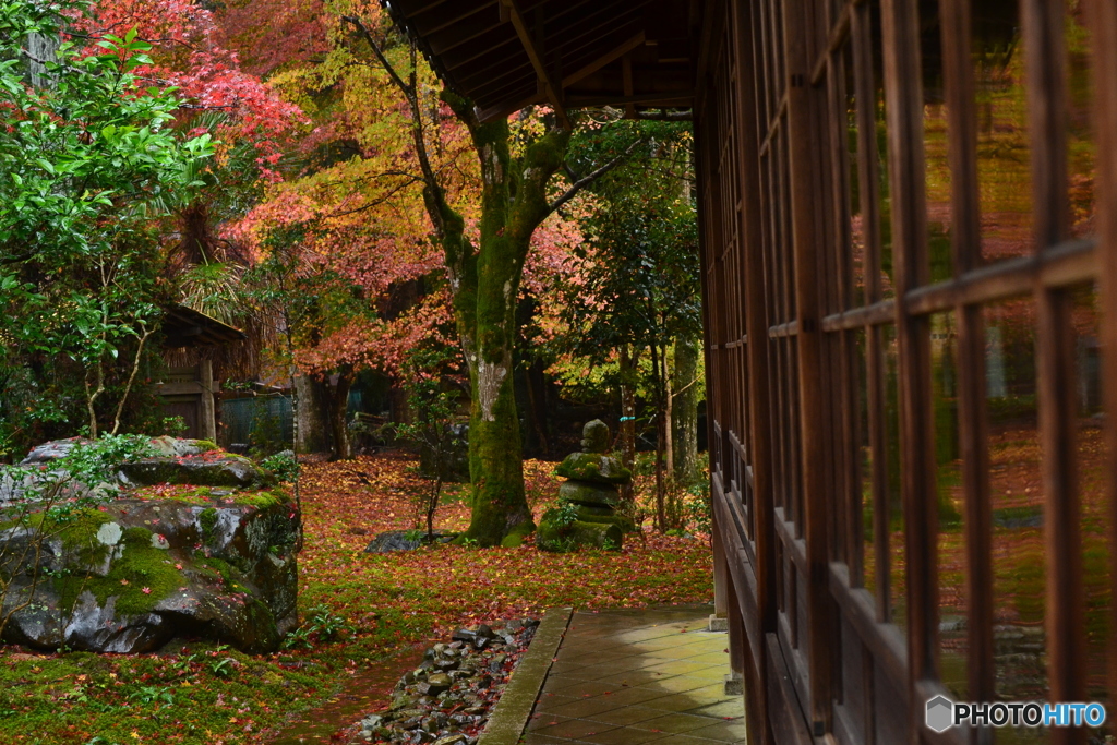 写し紅葉