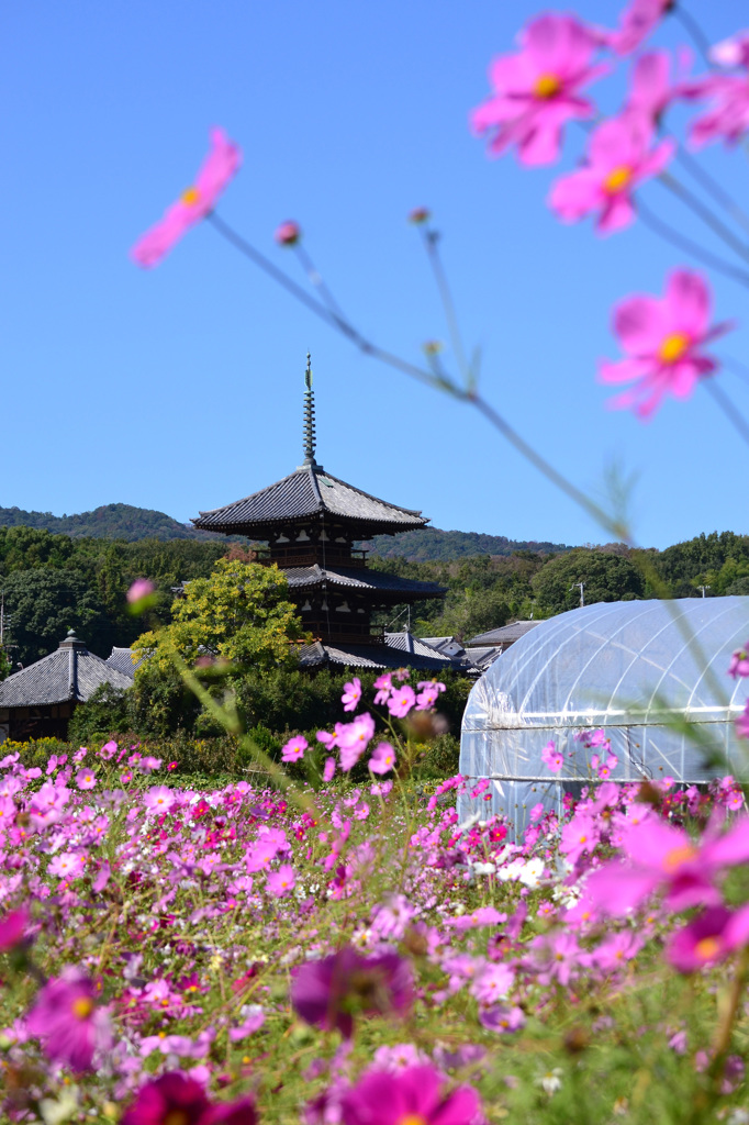 法起寺＿コスモス